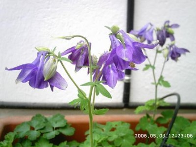 normal_PHOT0043.JPG
