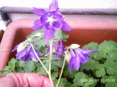 normal_PHOT0044.JPG