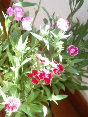 normal_PHOT0103.JPG