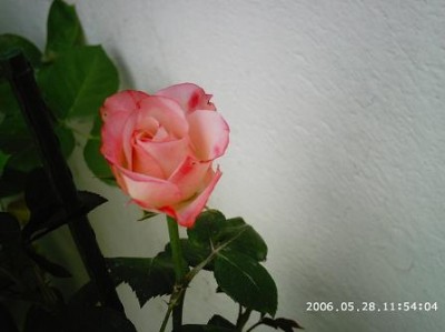 normal_PHOT0127.JPG