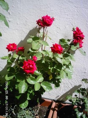 normal_PHOT0133.JPG