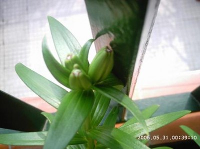 normal_PHOT0180.JPG