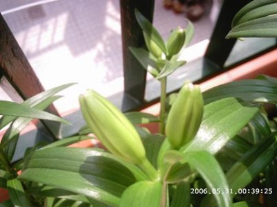 normal_PHOT0181.JPG