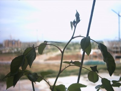 normal_PHTO0121.JPG