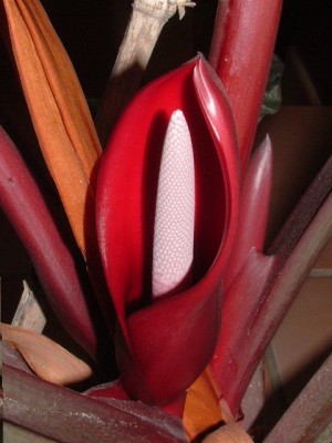 normal_Phylodendron%20flor2.JPG