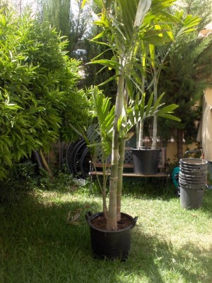 normal_Phytchosperma%20elegans%2026-5-2006%20001.jpg