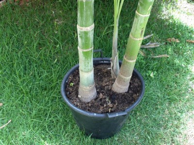 normal_Phytchosperma%20elegans%2026-5-2006%20002.jpg