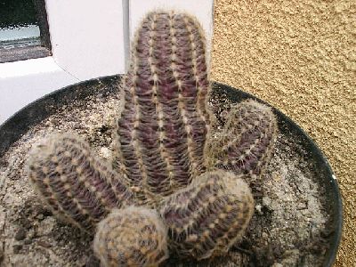 normal_PIC_0009.JPG