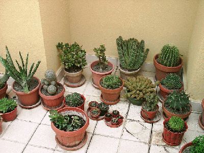 normal_PIC_0013.JPG