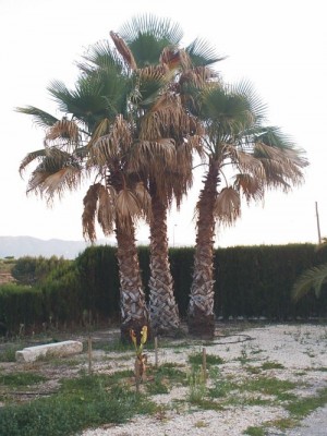 normal_PIC_0016a.jpg