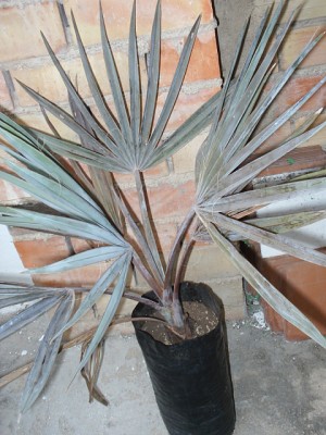 normal_PIC_0018.JPG