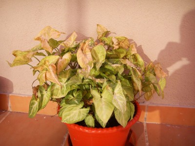 normal_PIC_0018-PEQ.JPG