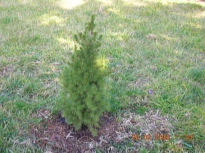 normal_Picea%20conica.jpg