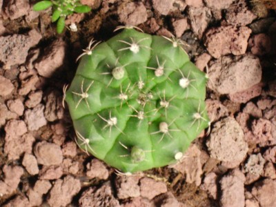 normal_PICT0012.JPG