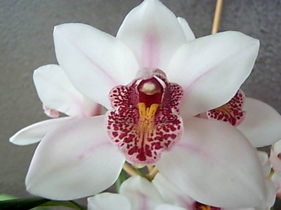 normal_PICT0027.JPG