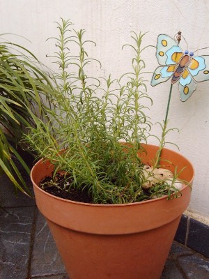 normal_PICT0096.JPG