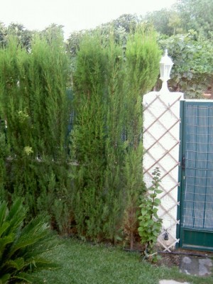 normal_PICT1712.JPG