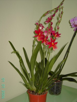 normal_PICT2545.JPG
