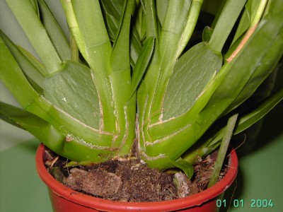 normal_PICT2546.JPG