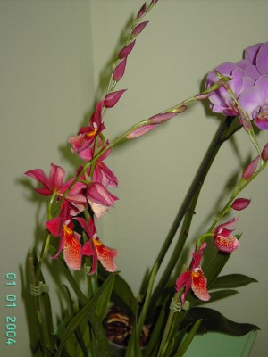 normal_PICT2547.JPG
