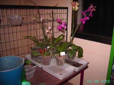 normal_PICT3059.JPG