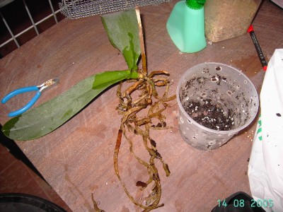 normal_PICT3650.JPG
