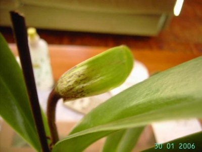 normal_PICT5822.JPG