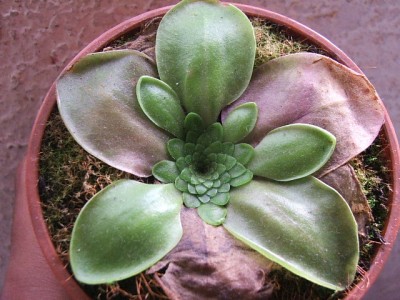 normal_pinguicula%201.jpg