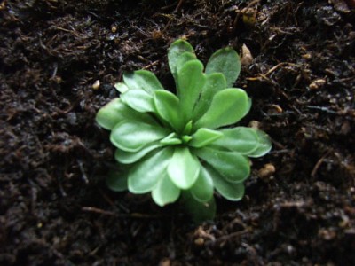 normal_pinguicula%202.jpg