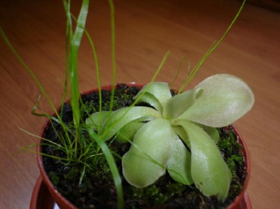 normal_pinguicula210705.JPG