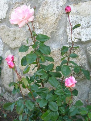 normal_Pink%20Favourite%204%7E0.jpg