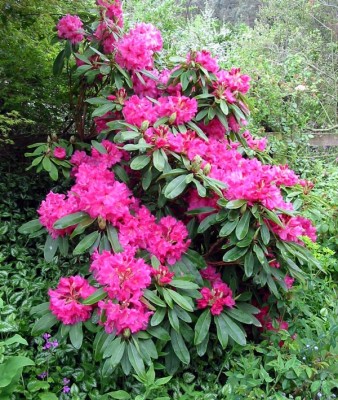 normal_pink-rhododendron-flowers.jpg