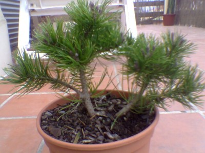 normal_Pinus%20mugo.jpg