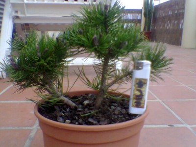 normal_Pinus%20mugoo.jpg
