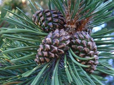 normal_Pinus-uncinata.jpg