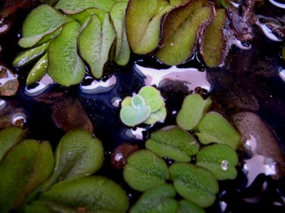 normal_pistia.jpg