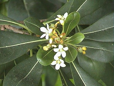 normal_pitosporum.jpg
