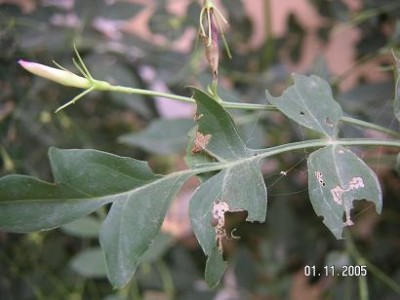 normal_PLAGA%20DEL%20GESMIL%20008.jpg