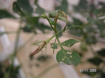 normal_PLAGA%20DEL%20GESMIL%20009.jpg