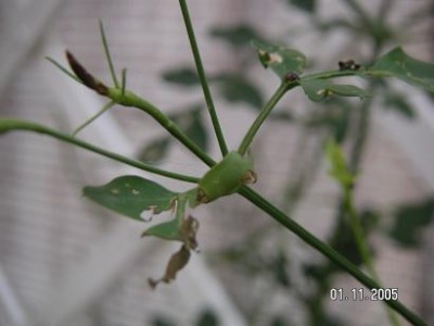 normal_PLAGA%20DEL%20GESMIL%20010.jpg