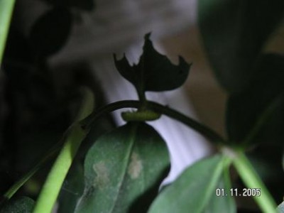 normal_PLAGA%20DEL%20GESMIL%20012.jpg