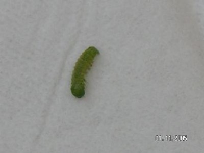 normal_PLAGA%20DEL%20GESMIL%20013.jpg