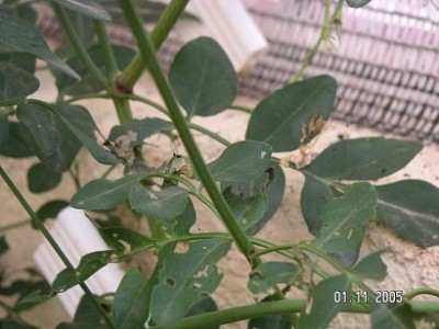 normal_PLAGA%20DEL%20GESMIL%20014.jpg