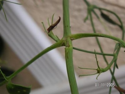 normal_PLAGA%20DEL%20GESMIL%20017.jpg