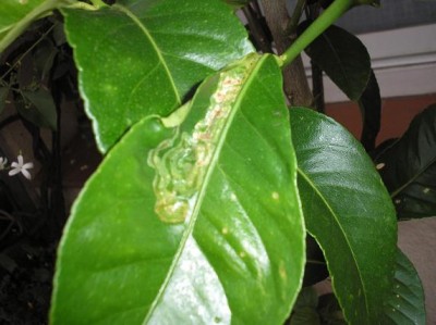 normal_plaga%20llimoner%20%BFminador.jpg