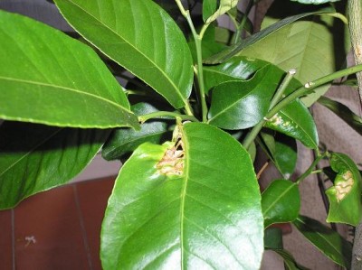 normal_plaga%20llimoner%2011.JPG