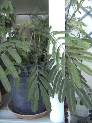 normal_Planta%2011.jpg