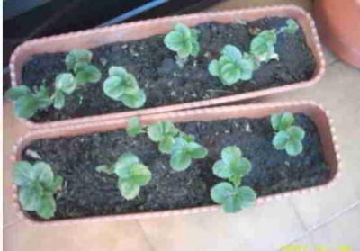 normal_planta%20de%20fresas3reducida.jpg
