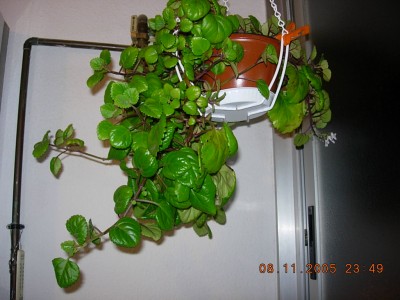 normal_Planta%20del%20dinero.JPG