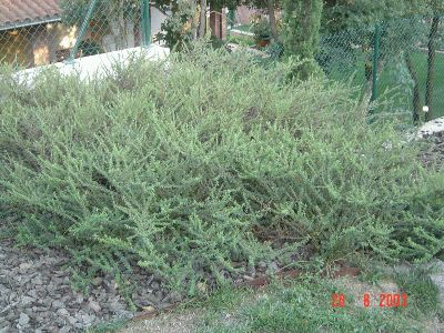 normal_Planta%20desconeguda2.jpg